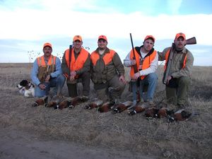 Wild Pheasants in CO