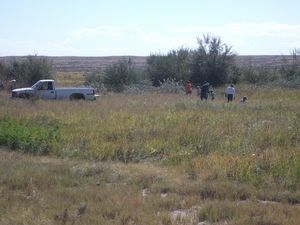 Clearing Russian Olive Trees